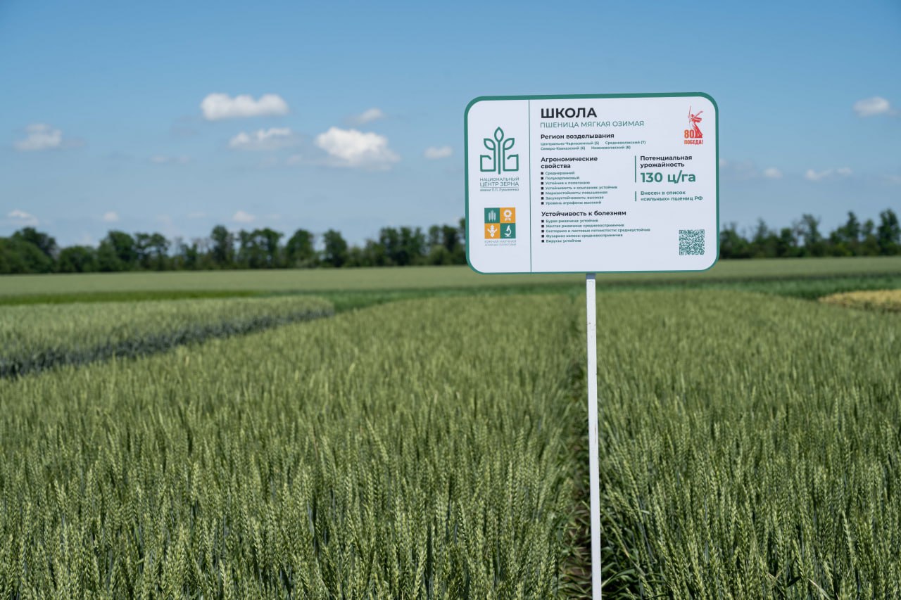 РОССЕЛЬХОЗЦЕНТР НАЗВАЛ САМЫЕ ПОПУЛЯРНЫЕ СОРТА ОЗИМЫХ ЗЕРНОВЫХ В ДНР И ЛНР: СРЕДИ ЛИДЕРОВ НАШИ СОРТА