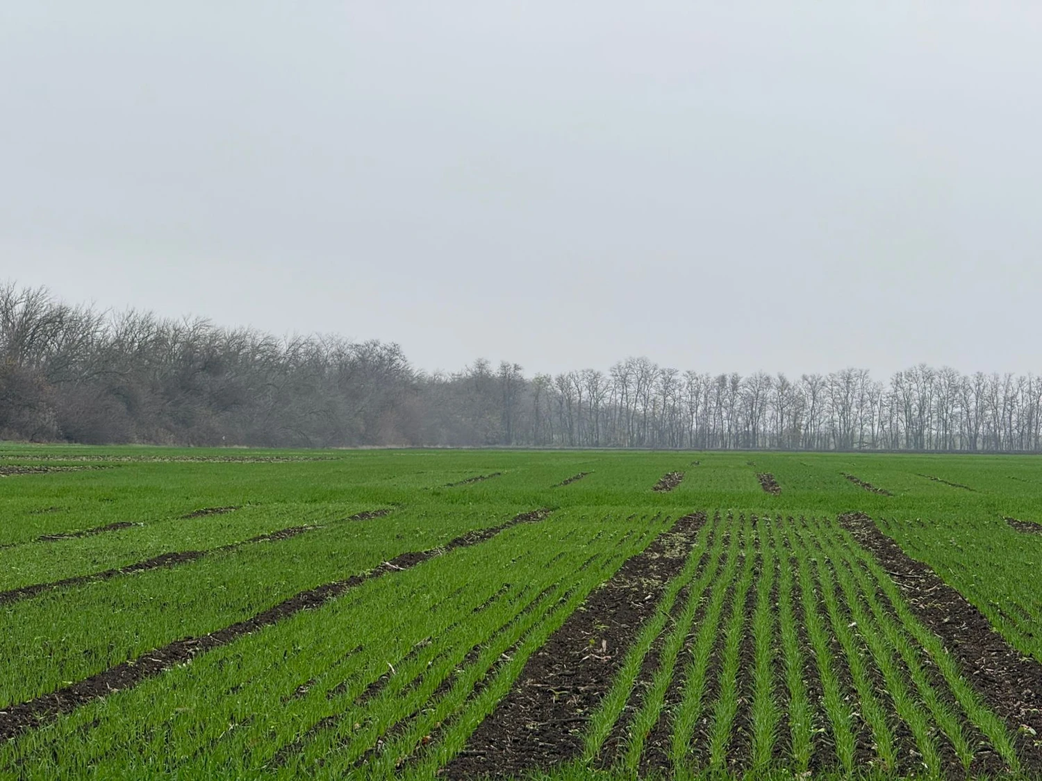 Первые всходы