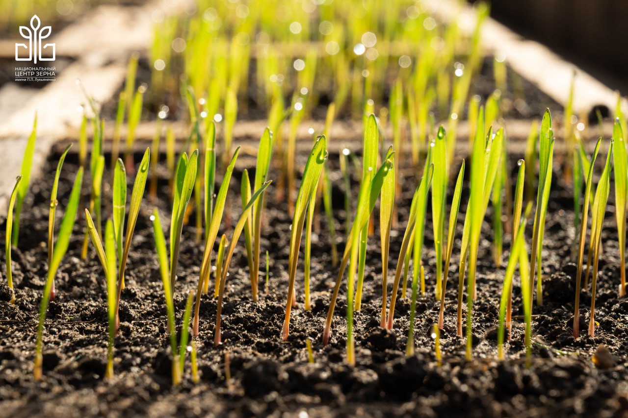 ❄️ПОЧТИ 24 ТЫСЯЧИ ЛИНИЙ ОЗИМЫХ ПШЕНИЦЫ И ТРИТИКАЛЕ ПРОЙДУТ ИСПЫТАНИЯ НА МОРОЗОСТОЙКОСТЬ В КАМЕРАХ ФТК